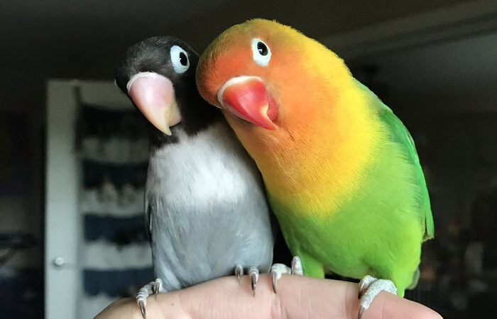 Colorido pajarito tiene una novia gótica. Todos se sorprenden cuando realiza increíble acto de amor