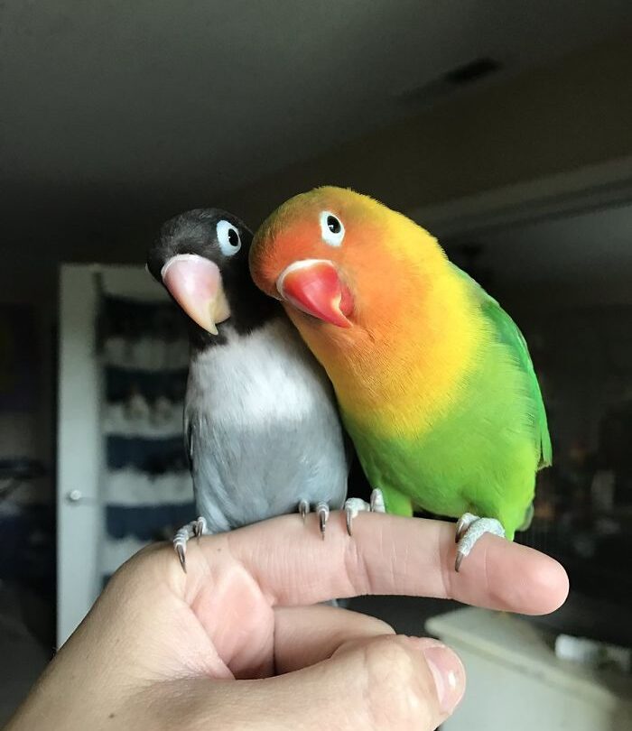 Colorido pajarito tiene una novia gótica Todos se sorprenden cuando realiza increíble acto de amor |
