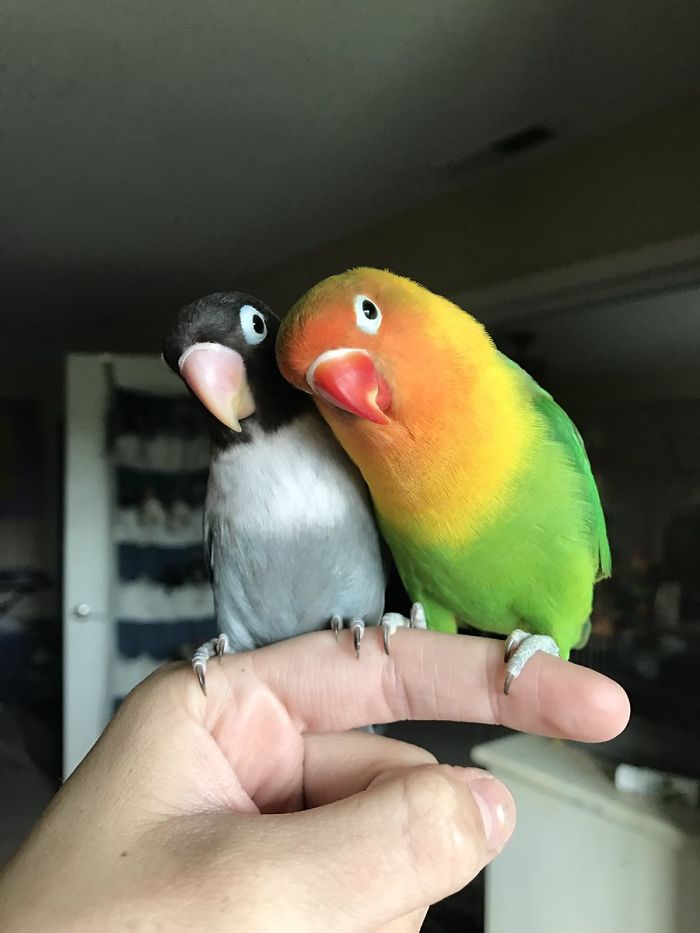 Colorido pajarito tiene una novia gótica. Todos se sorprenden cuando realiza increíble acto de amor