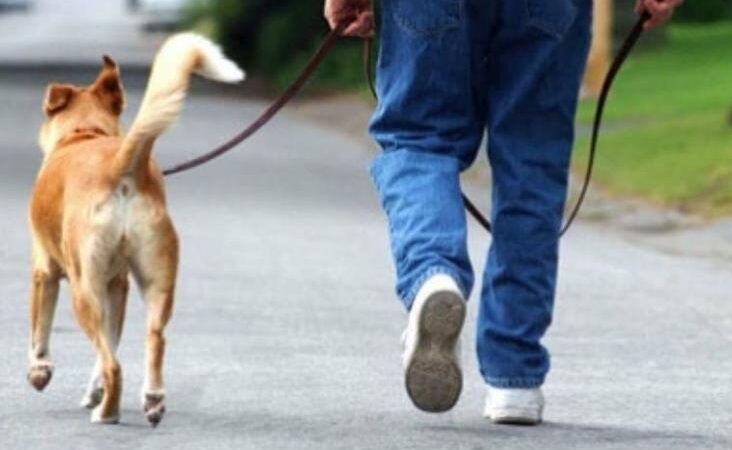 Con la regla de los 5 segundos sabrás si puedes pasear a tu perro