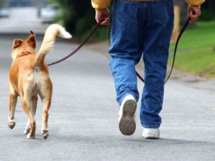 Con la regla de los 5 segundos sabrás si puedes pasear a tu perro