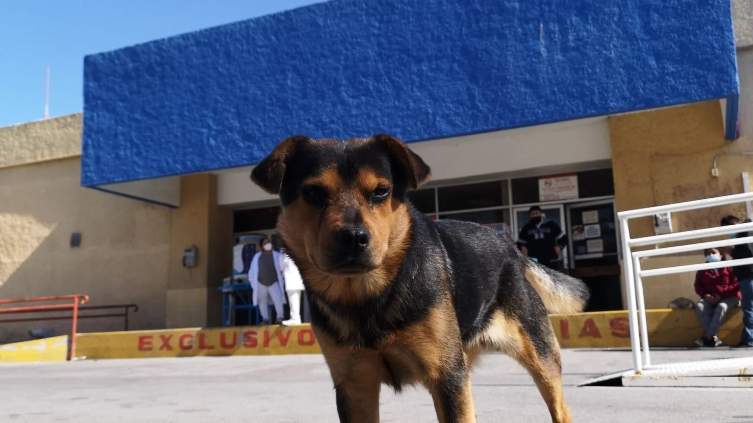 “Covito”, el perrito que espera afuera del hospital a su amo fallecido por Covid-19