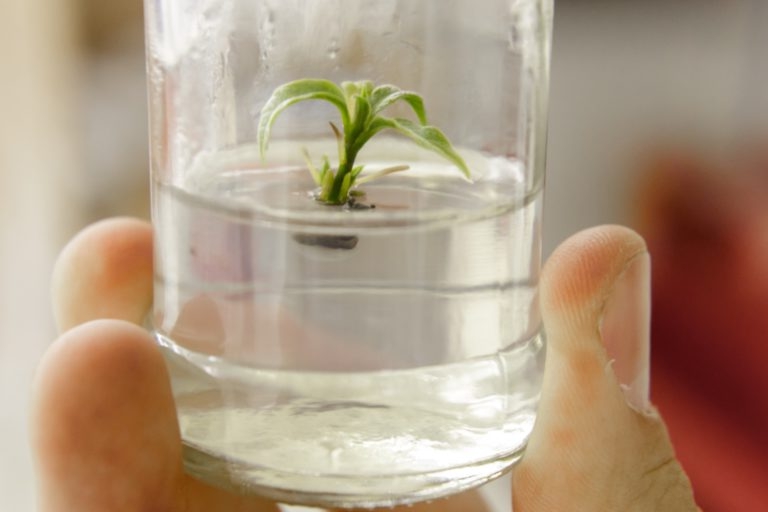 Crece cultivo in vitro