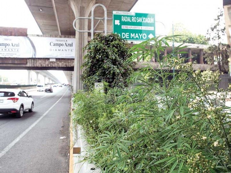 Crecen plantas de mariguana en camellón de Periférico