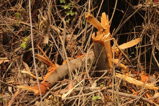 Denuncian a Forestal Arauco por ilegal tala de bosque nativo en Caramávida