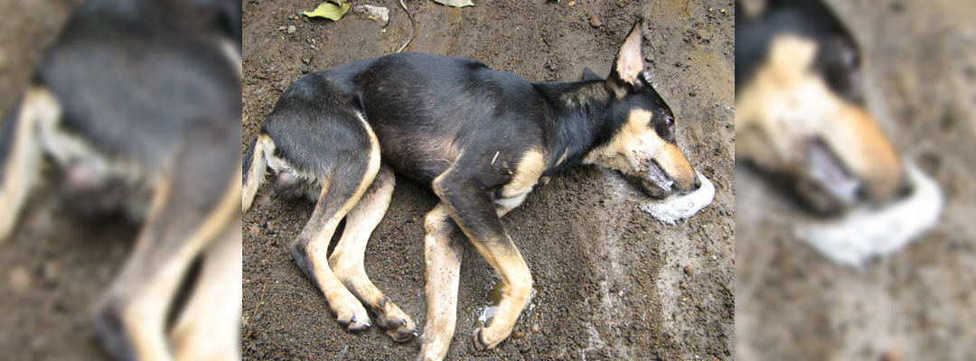 Denuncian muerte de 60 perros envenenados en Tuxtla Gutiérrez,