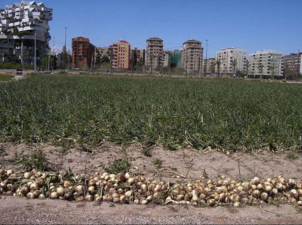 Desertificación… ¿urbana?