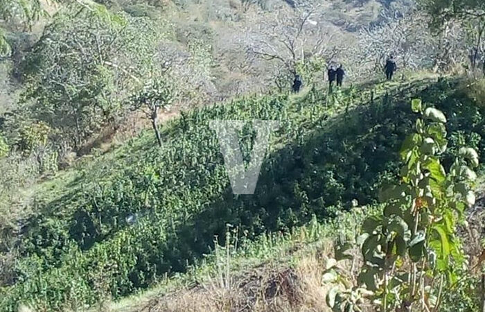 Destruye Policía Michoacán una parcela con 12 mil plantas de marihuana, en Tzitzio