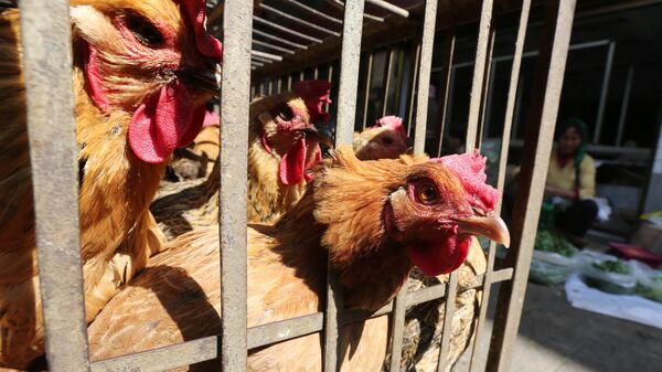 Detectan en China primer caso de gripe aviar H5N6 de 2018