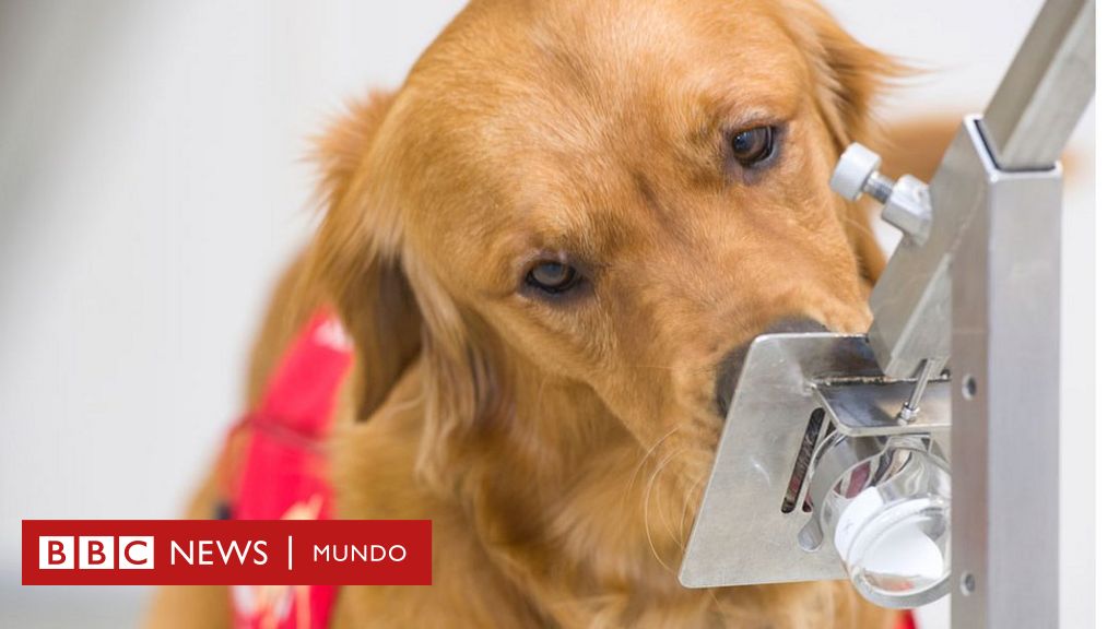 Detectan en México cinco casos de coronavirus en perros