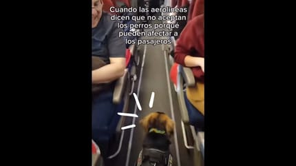 Dos pasajeros y un perro se salen de avión en movimiento en NY