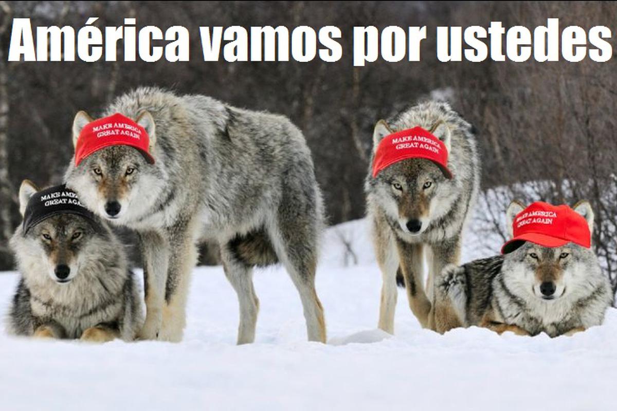 El América es favorito ante Lobos