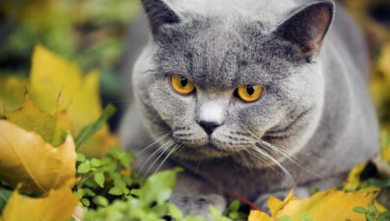 El excremento del gato podría convertirte en empresario exitoso
