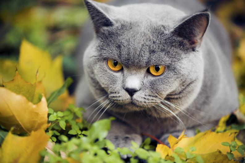 El excremento del gato podría convertirte en empresario exitoso