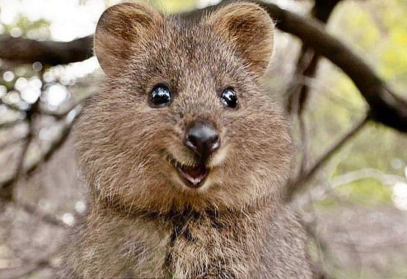 En peligro de extinción “el animal más feliz del mundo”, el Quokka