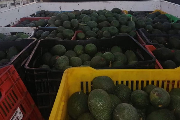 En Uruapan, detienen a un hombre en posesión de mil 200 kilos de aguacate sin documentación