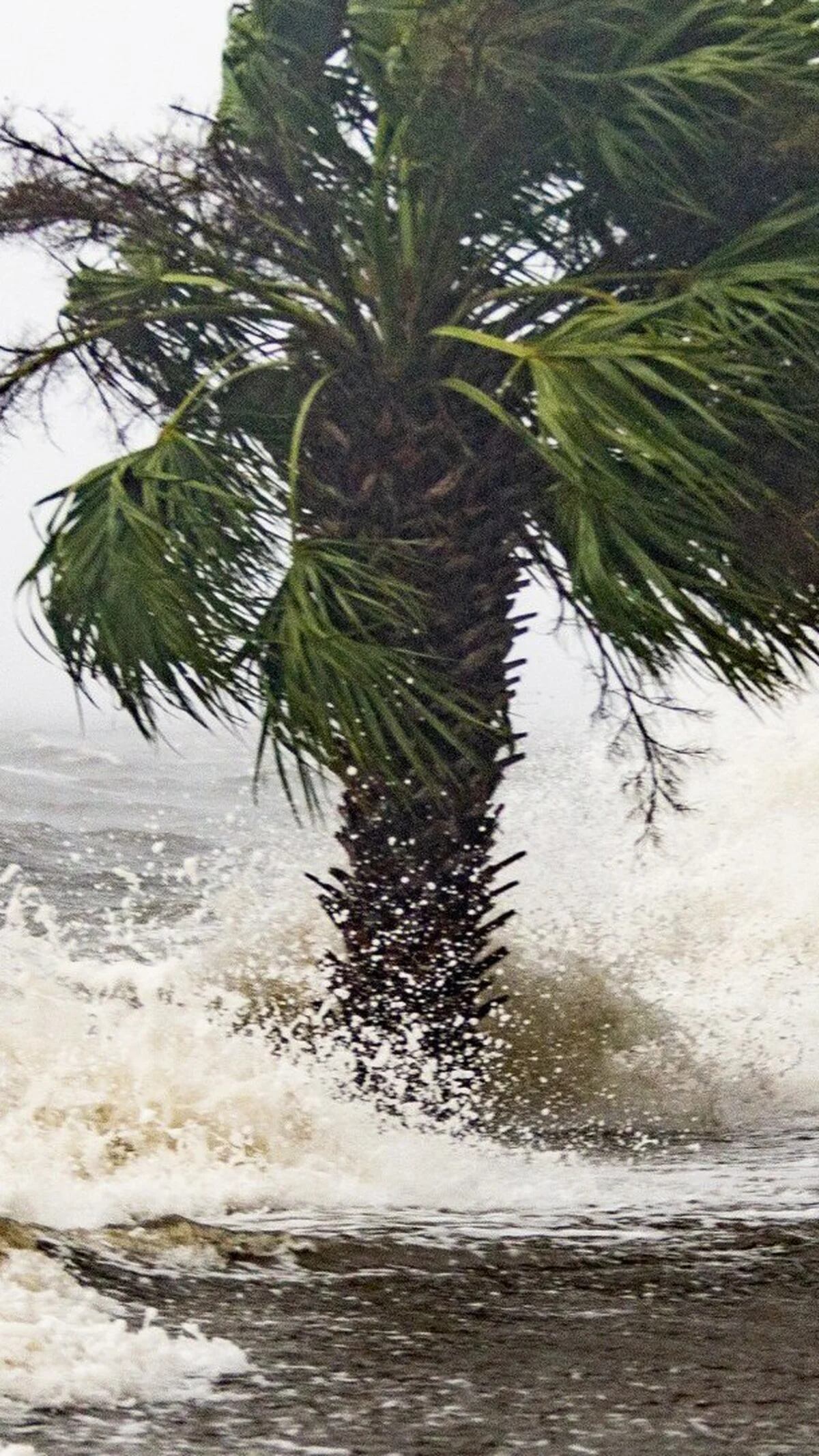 EN VIVO: Alerta de tornados en Florida y Georgia por el huracán Michael