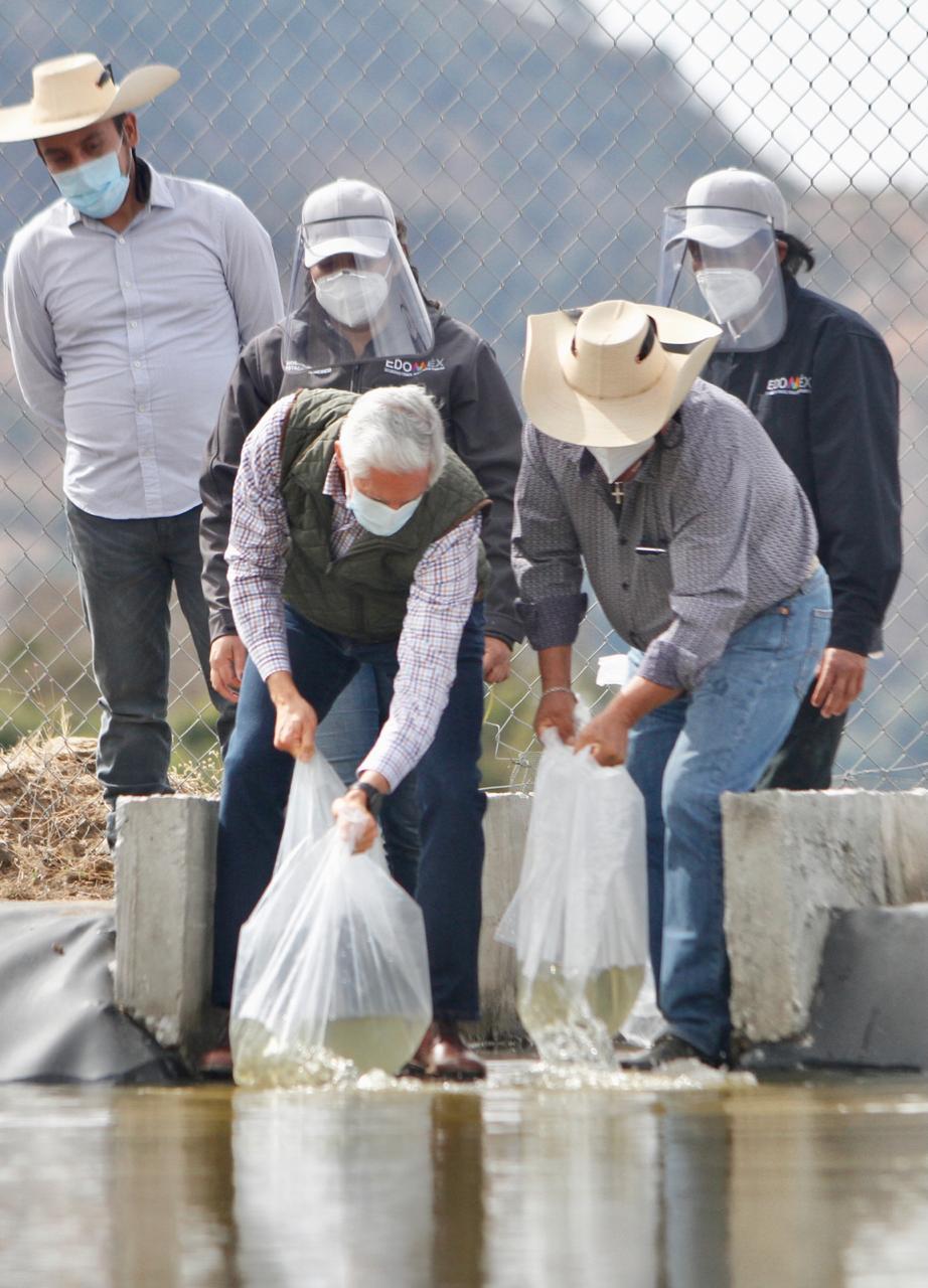 ENTREGA ADM DOS MIL CRIAS DE TILAPIA PARA AUTOCONSUMO Y VENTA