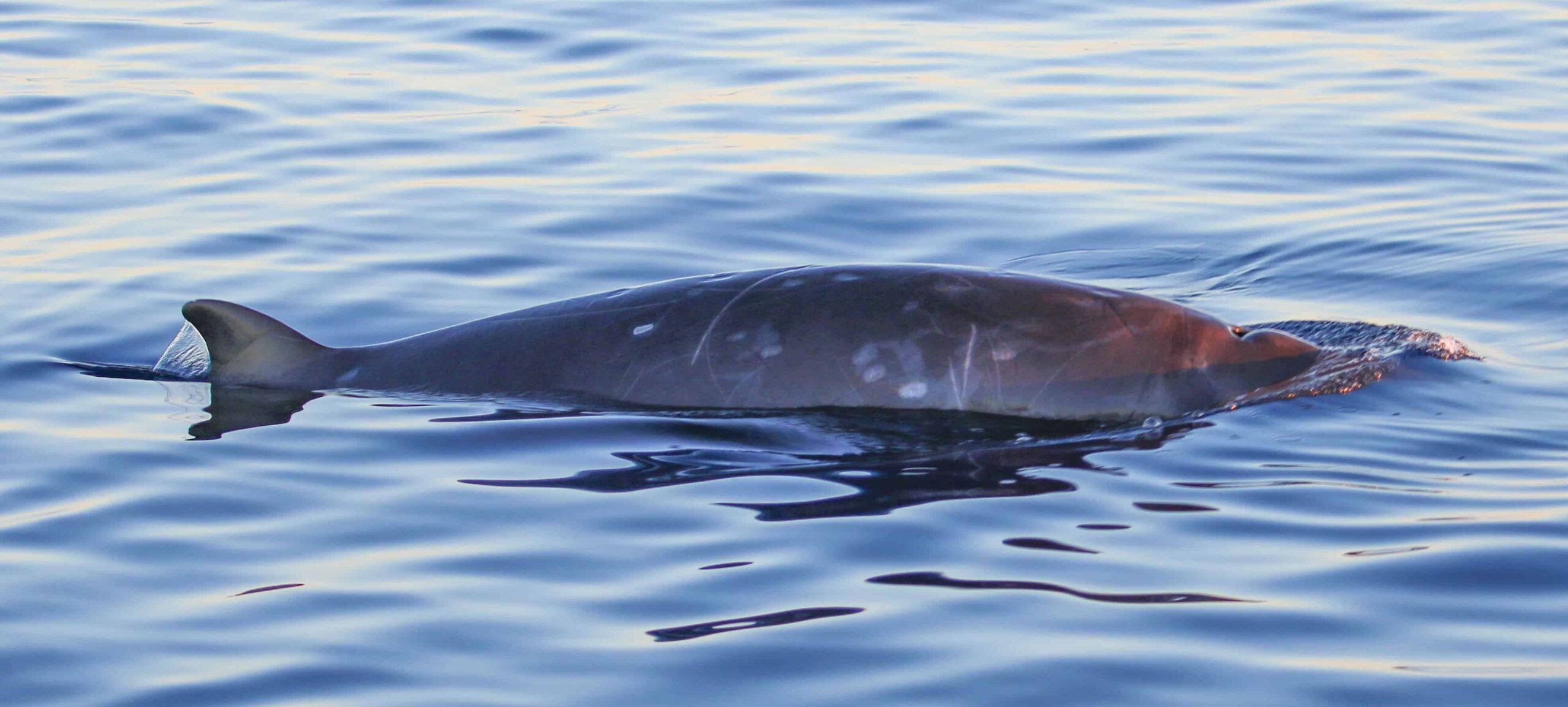 Expertos descubren nueva especie de ballenas en territorio mexicano