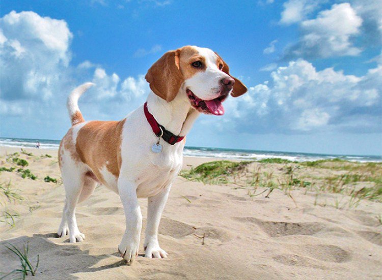 (Foto) La imagen de un perro sonriente aparece en los rayos X de un paciente con cáncer