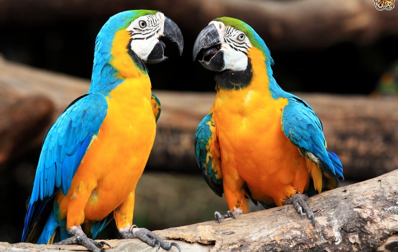 Foto Misterio animal Los guacamayos franceses que se sonrojan |
