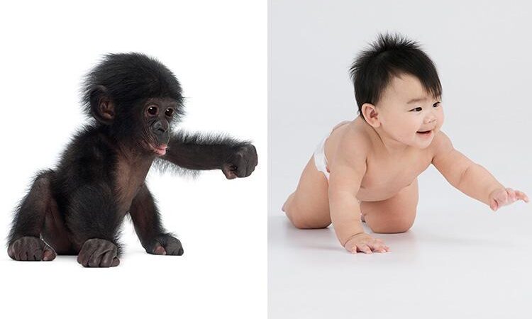 (Fotos) Los niños pequeños tienen comportamientos iguales a los simios