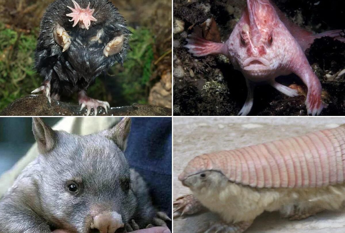 Fotos Sencillamente increíble Once animales que no conocías |