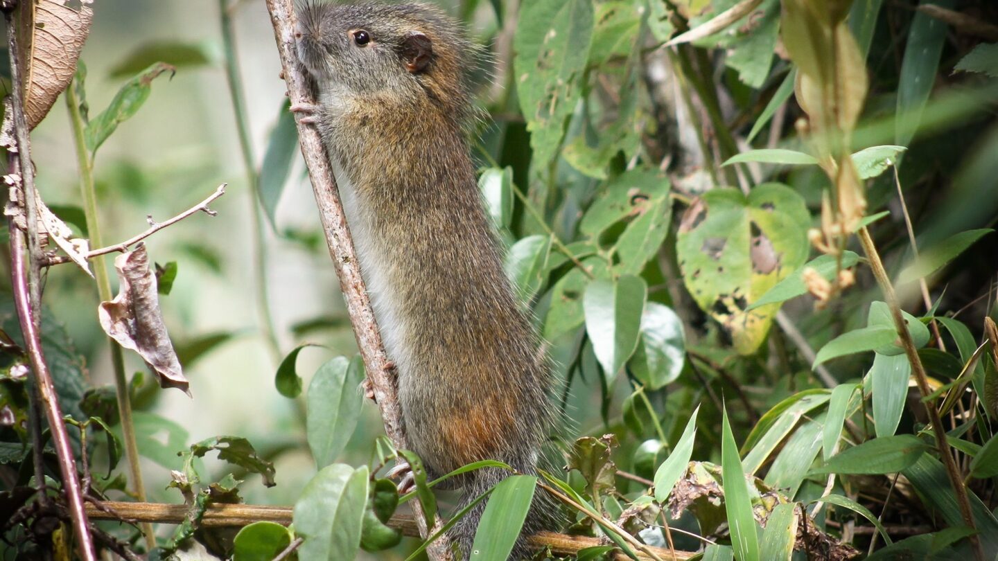 Fotos Una extraña especie de roedor reaparece en Machu Picchu |