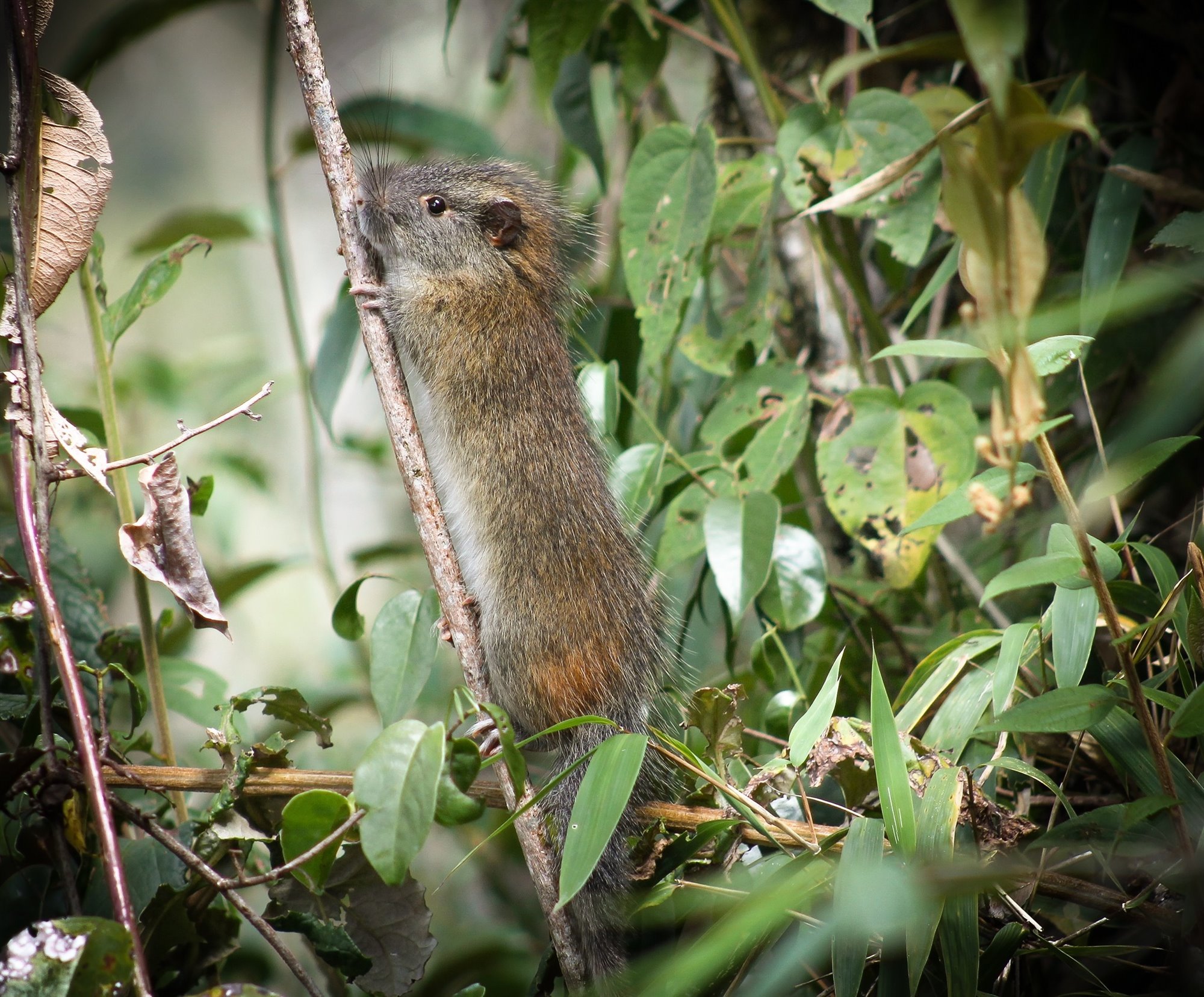 (Fotos) Una extraña especie de roedor reaparece en Machu Picchu