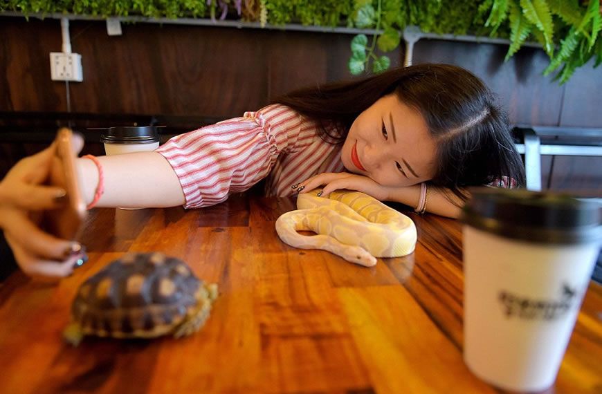 (Fotos) Una serpiente se tomará un café contigo en este curioso lugar en Camboya