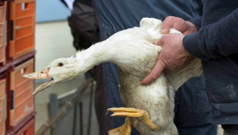 Francia plantea matanza masiva de patos ante rebrote de gripe aviar