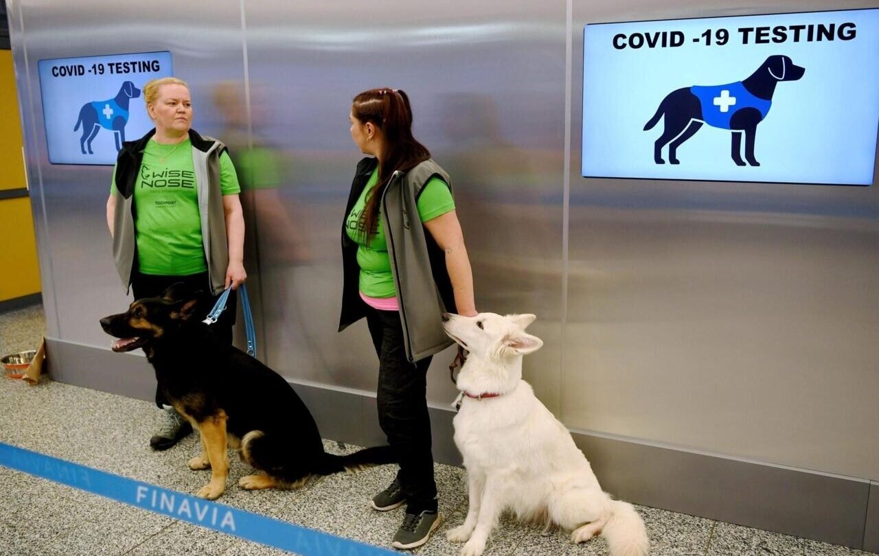 Francia usa perros para detectar covid 19 a través del sudor humano |
