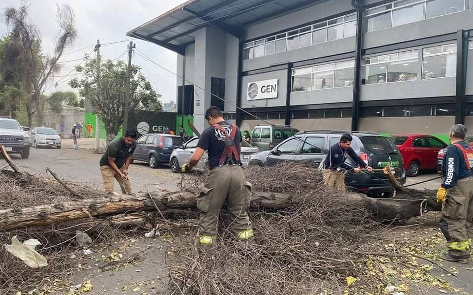 Fuertes vientos dejan al menos 27 árboles caídos en el Valle de México