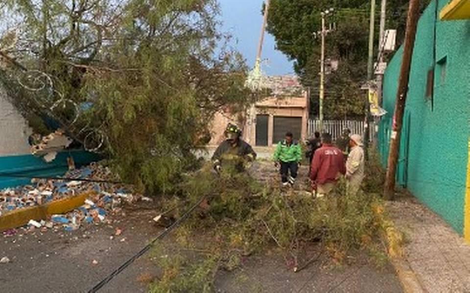 Fuertes vientos tiran árboles en 6 alcaldías