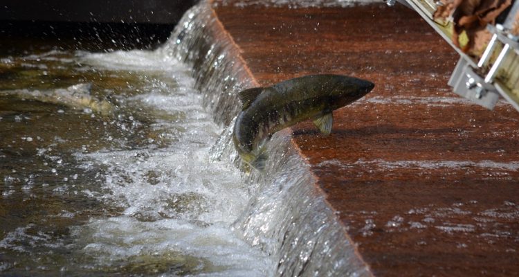 Fuga de salmones en el sur: Comunidad y autoridades aún desconocen cantidad e impacto ambiental