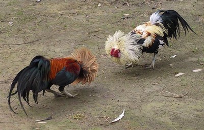 Gallos, con hambre de trascender