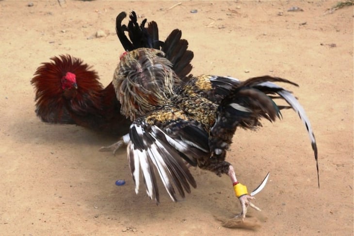 Gallos pelea por la liguilla