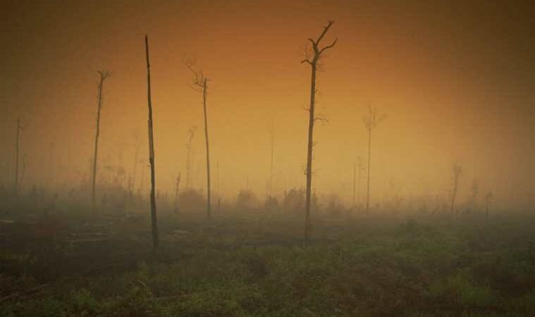 Greenpeace por ola climática extrema: “Son síntomas de un planeta cada vez más enfermo”
