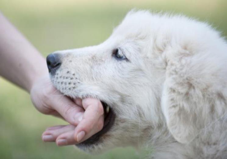 Habitar la mordida de un perro