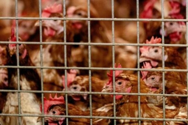 Holanda sacrifica 190.000 gallinas y pollos tras aparición de foco de gripe aviaria