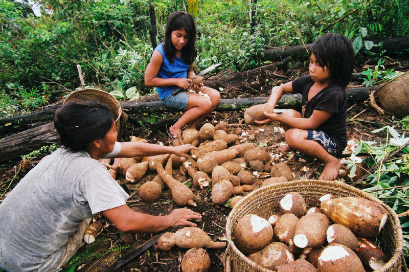 Indígenas del Amazonas cultivan con agricultura sustentable (+VIDEOS)