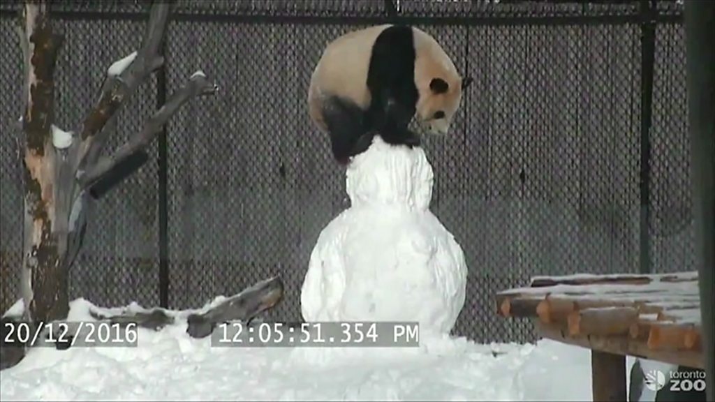 La divertida lucha de un oso panda con un muñeco de nieve