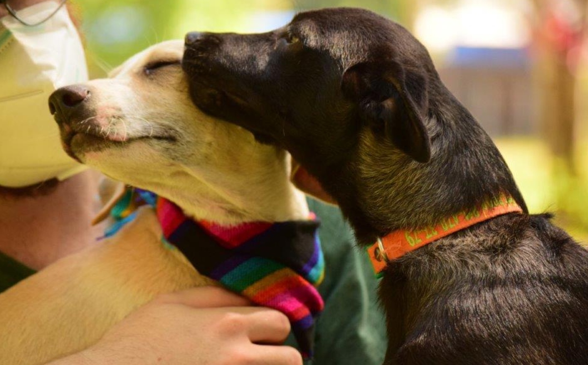 La fundación “Enablers México” tendrá una pasarela virtual para adoptar perritos y gatos