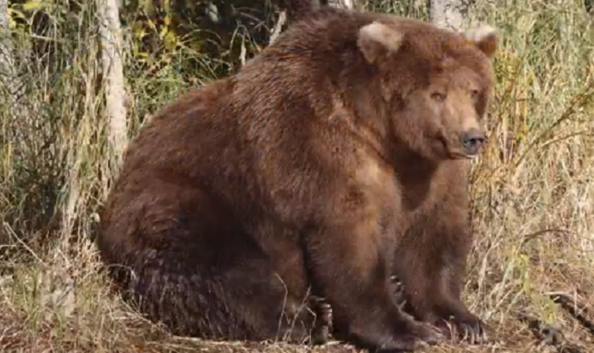 La increíble transformación de un oso pardo antes de la hibernación