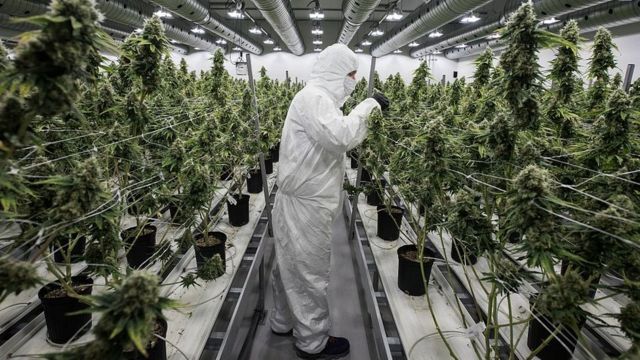 La legalización de la marihuana se convirtió en un negocio redondo en Canadá