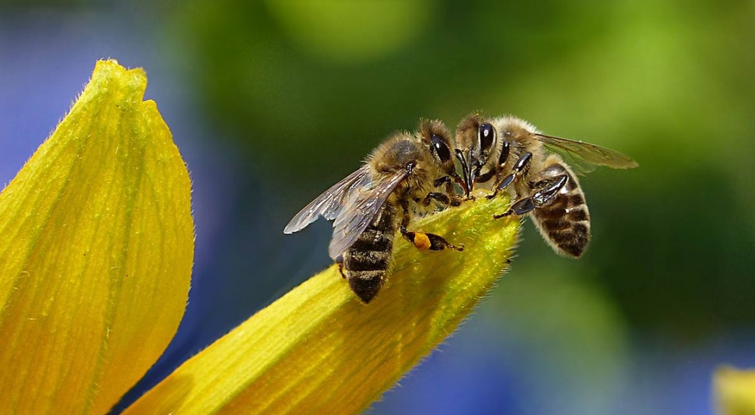 Las abejas tienen habilidades para sumar y restar: estudio