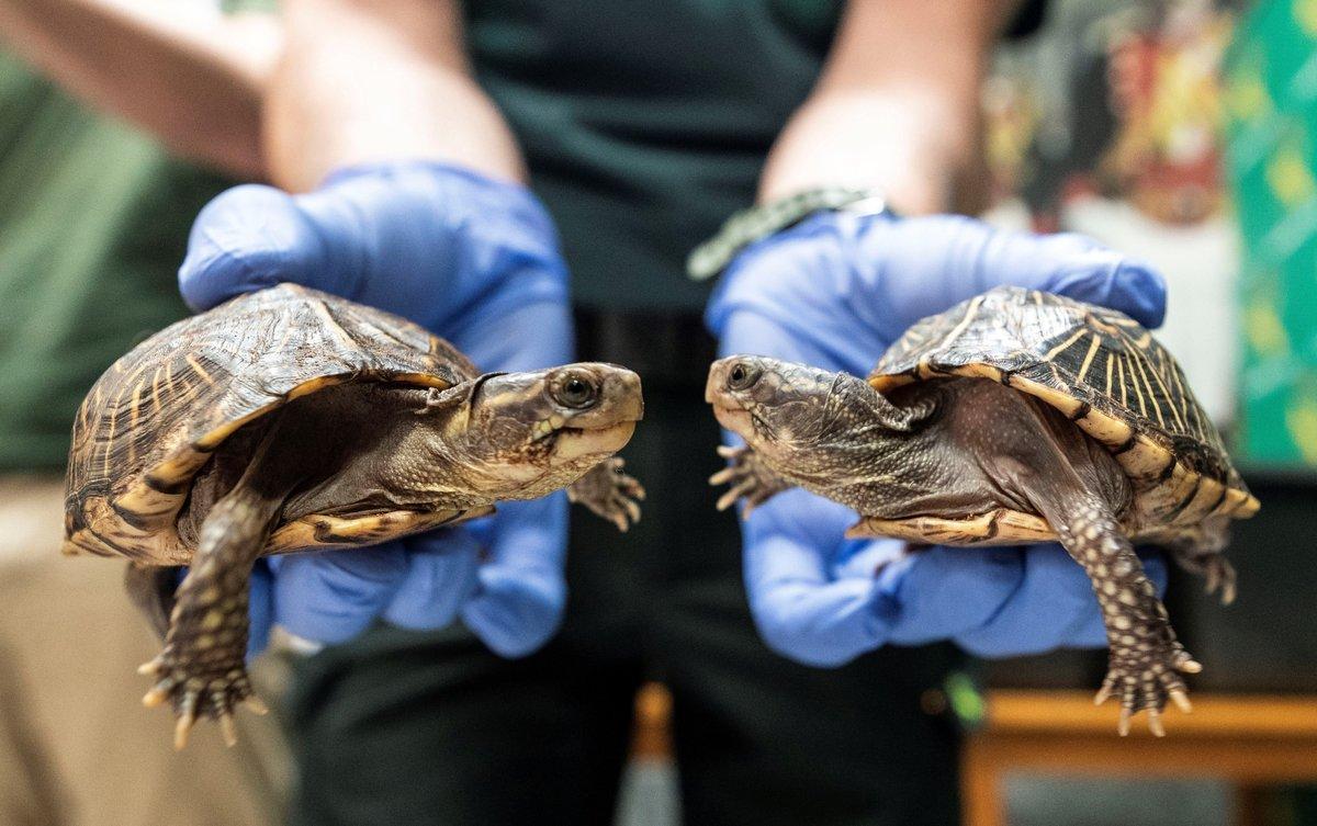 Las tortugas marinas tienen microplásticos en su estómago