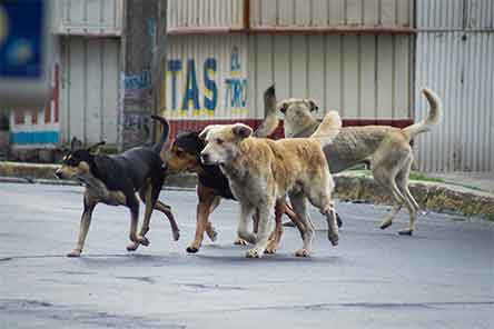 Legalizan matar perros callejeros que hurguen basura o estorben