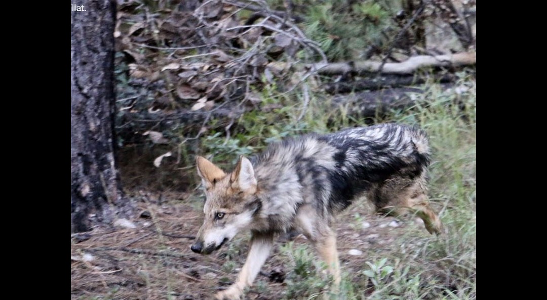 Liberan a siete lobos mexicanos en Chihuahua; son rastreados vía satélite