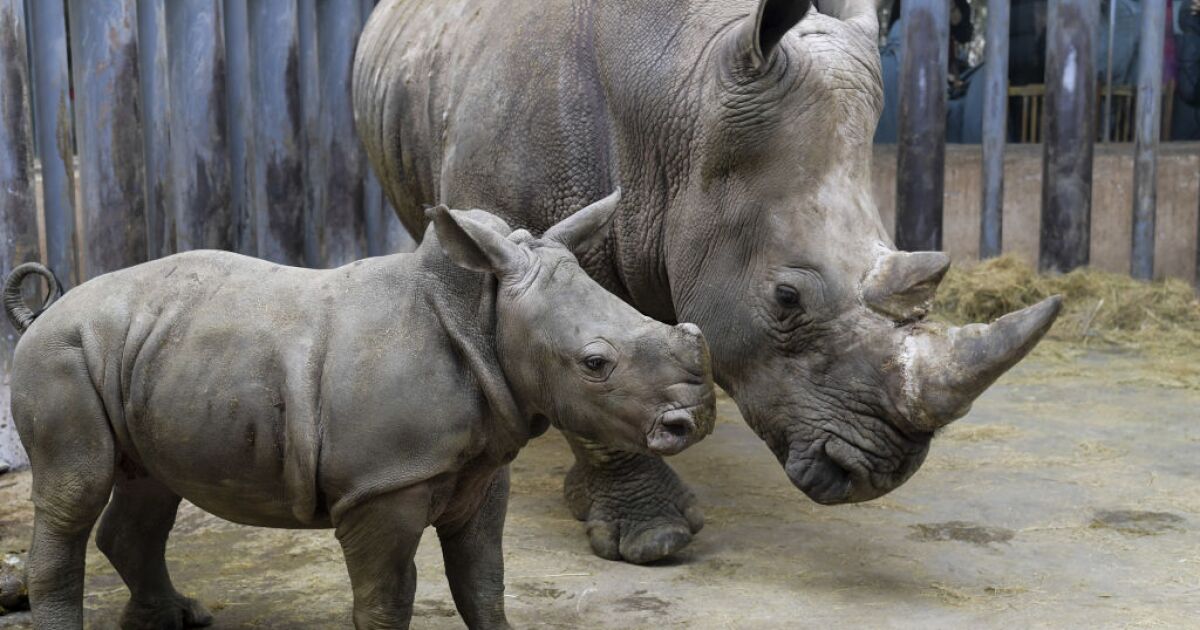 Logran reducir caza furtiva de rinocerontes y elefantes en Namibia